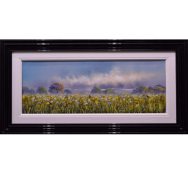 Summer Daisies, by Allan Morgan