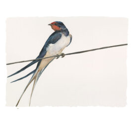 Swift, by Jackie morris