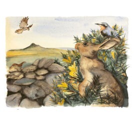 Gorse, by Jackie Morris