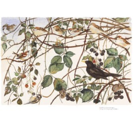 Bramble, by Jackie Morris