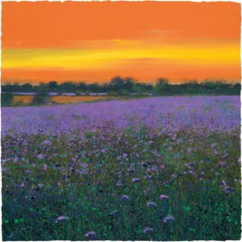 Fields of Phacelia, by Paul Evans